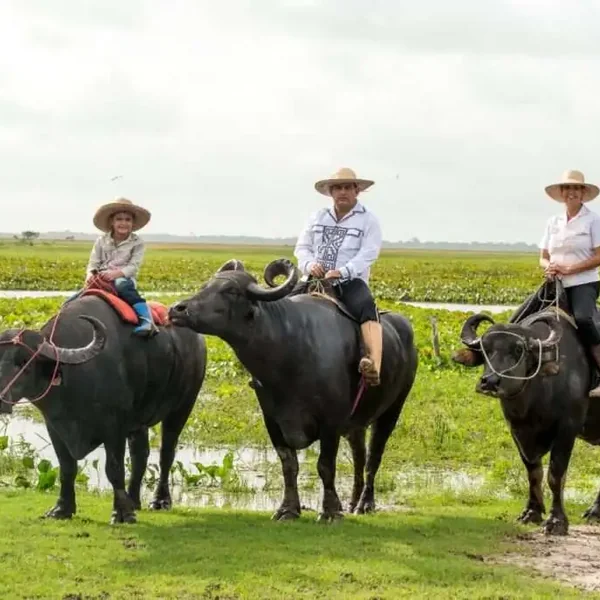 Fazenda São Victor – queijo do Marajó