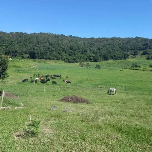Queijo Cabacinha da Terra Estranha